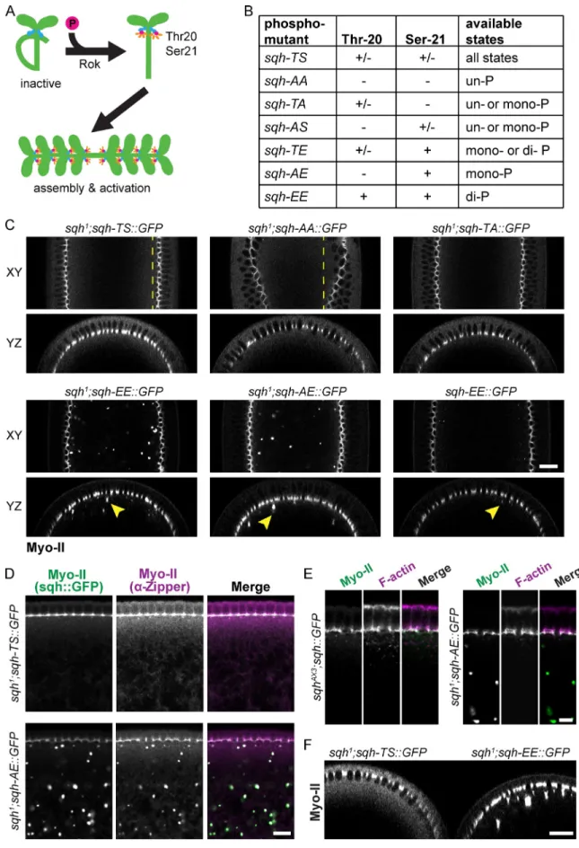 Figure 2.  Characterization of sqh phosphomutant oligomerization. (A) Phosphorylation of the Drosophila Myo-II RLC sqh on threonine-20 and serine-21  is predicted to activate motor activity and promote bipolar minifilament assembly