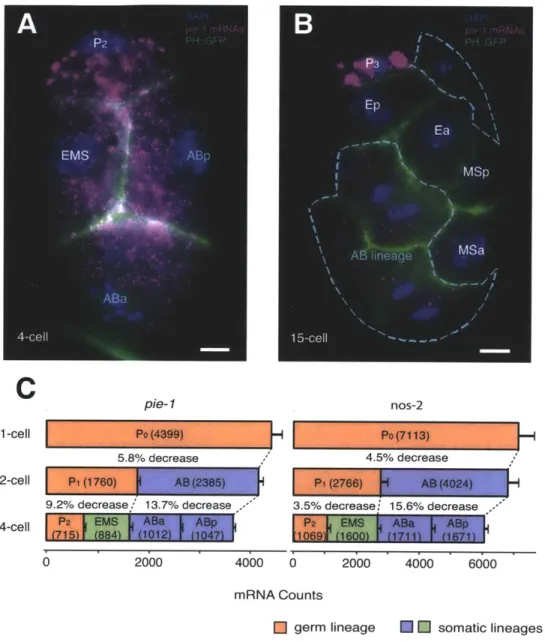 Figure  1-1:  Class  II  maternal  mRNAs  degrade  faster  in  the  soma  than in germline