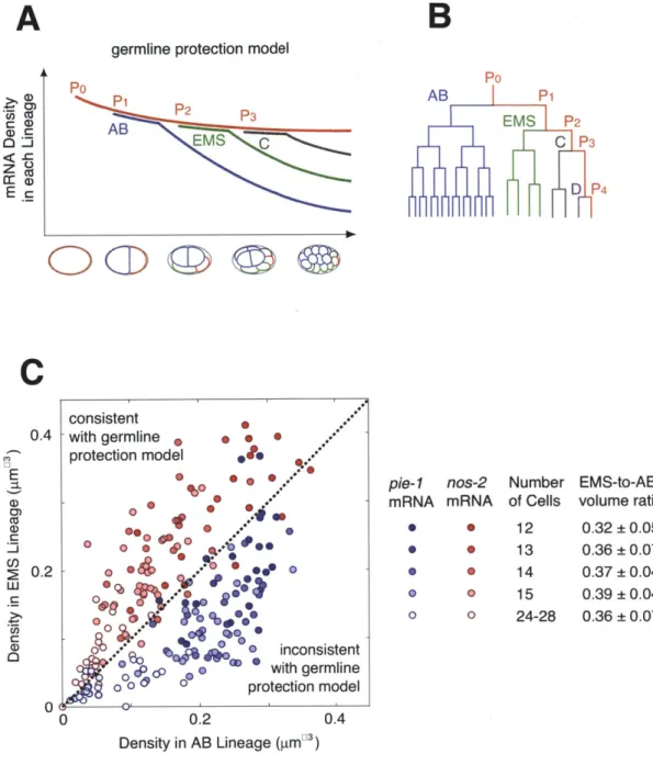 Figure  1-2:  Concentration  of pie-1  mRNA  violates  the germline  protection model  with a less-than-1  EMS-to-AB  ratio