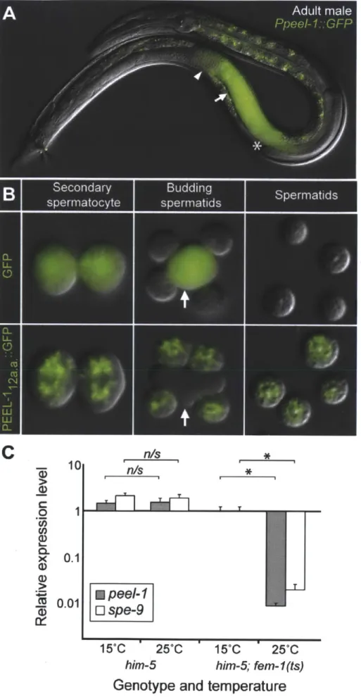 Figure  2-5: peel-1  is  expressed  exclusively  in  sperm  and  carries  an  N- N-terminal  sperm  localization  signal.