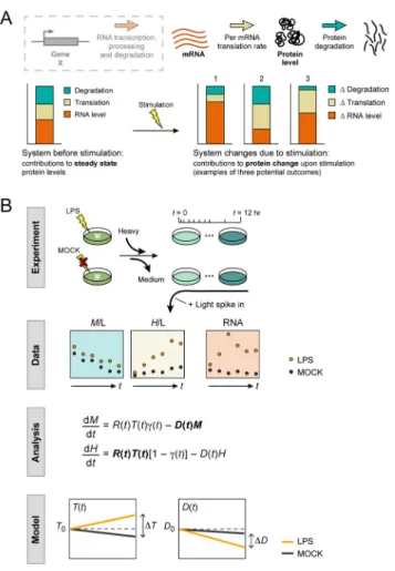 Figure 1. Framework to study the dynamic protein life cycle