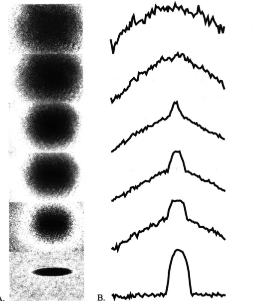 Figure 2.2:  BEC  transition  viewed  in time-of-flight.  Figure  (A)  shows  a series  of time-of-flight absorption  images  of clouds  at  various temperatures  near  the  BEC  transition