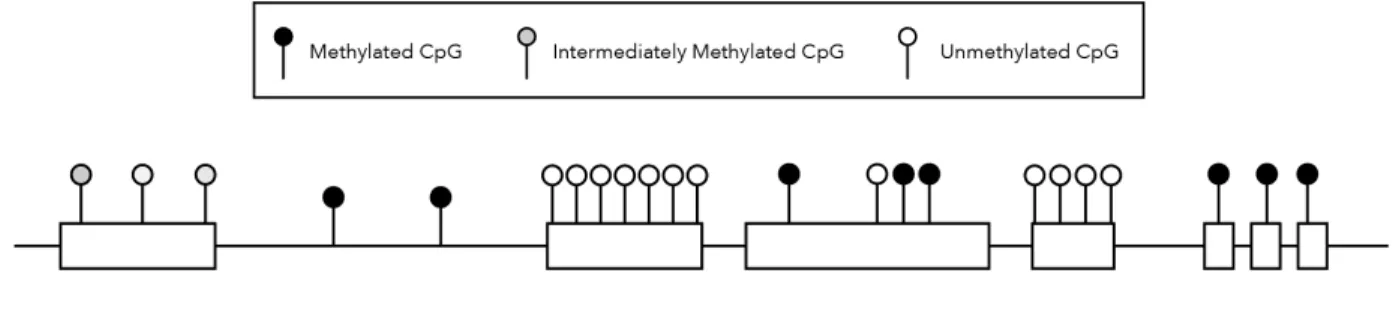 Figure 1. The Genomic Distribution of CpGs and CpG DNA Methylation. 