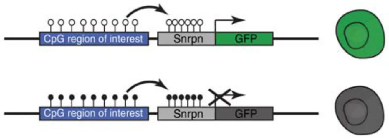 Figure  5.  RGM  Reporter  Translates  Genomic  DNA  Methylation  Information  into  Fluorescent Signal in Single Cells