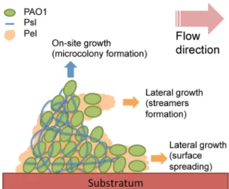 FIG 8 Schematic of P. aeruginosa streamer formation, in which Psl forms the surface-attached streamer head and Pel forms the streamer tail