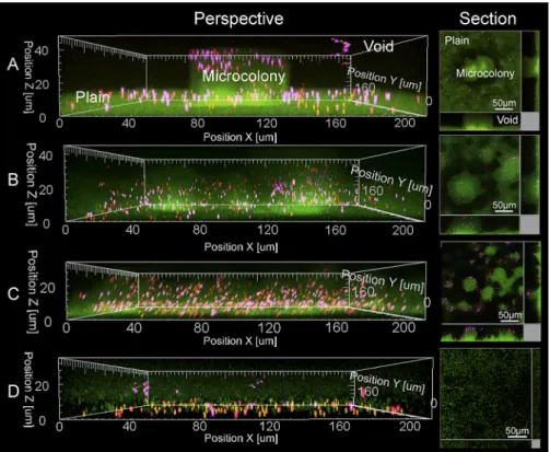 FIG 1 Perspective and sectional view of day 5 biofilms by confocal microscopy after continuous feeding with particles of sizes 1.0 (purple), 0.5 (red), and 0.2 (orange) ␮ m upon inoculation of the flow cell