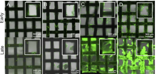 FIG 7 Polymicrobial biofilms of Pseudomonas aeruginosa (green) and Staphylococcus aureus (red)