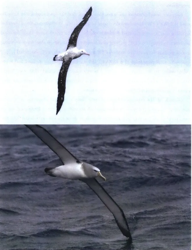 Figure  1-5:  Albatross  in flight  Top:  Wandering.  Bottom:  Salvin's  (unverified)