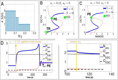 Figure 6: Nanog overexpression summary: (A) Number of SSS as a function of Nanog overex- overex-pression intensity, u 1 