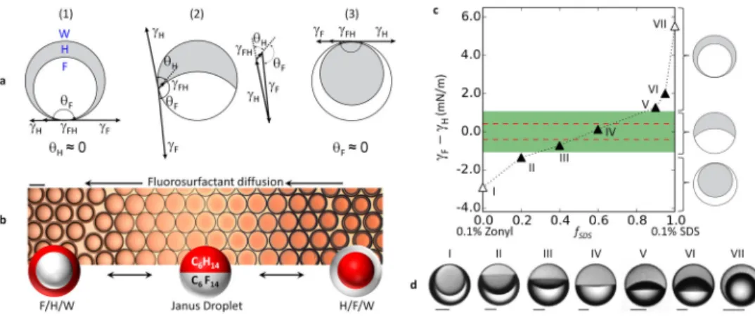 Figure 2. Reconfiguration of droplet morphology is dynamic and results from changes in the  balance between interfacial tensions