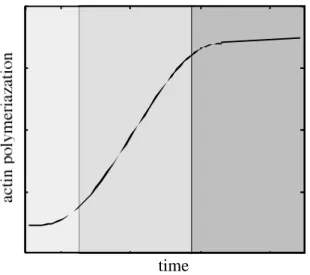 Fig. 1-2. De novo actin polymerization. The three shaded sections, from left to right, represent the lag, elongation, and steady state phases of actin filament formation.
