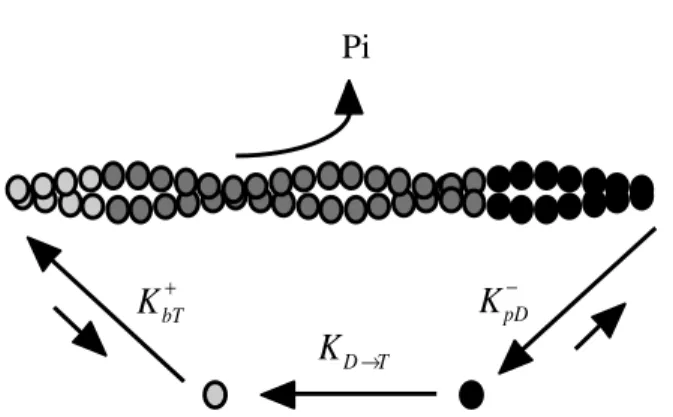 Fig. 1-3. Actin filament treadmilling. ATP-actin monomers ( )  assemble at the barbed end, are hydrolyzed to ADP•Pi-actin ( )  as they flux through the actin filament, and dissasemble as ADP-actin ( )  at the pointed end.
