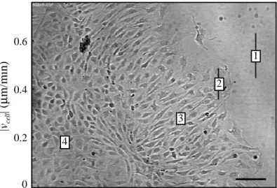 Fig. 1-6. Endothelial cell speed correlates with morphological changes. After overnight recovery from wounding, endothelial cells organize into distinct morphological zones: (1) subconfluent, (2) wound edge, (3) elongated, and (4) confluent.