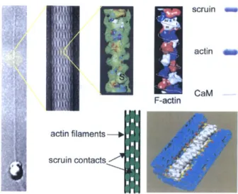 Figure  1-2:  Composition  of the  acrosomal  bundle:  The  acrosomal  bundle  is  a  crystalline bundle  made  of  three  proteins,  scruin:CaM  (calmodulin)  complex  (120kDa)  and  actin (42kDa)  (shown  in  the  right-most  image  of  an  SDS-PAGE  gel