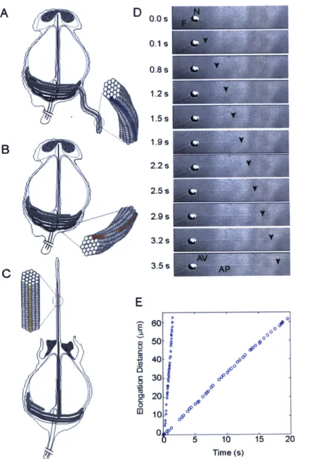 Figure  2-1:  A  schematic  of Limulus sperm  based  on  electron  micrographs.  The  filaments are twisted both in the  (a) coiled state and  (b) FD state with opposite chirality;  the filaments are  free  of  twists  in  the  (c)  TD  state