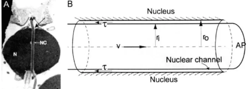 Figure  2-4:  Hydrodynamic  dissipation in the channel.  (A)  Thin section electron  micrograph of  an  extending  acrosomal  bundle  shows  that  the  acrosomal  process  (AP,  also  indicated with  a  black  arrow)  passes  through  a very  tight  nuclea