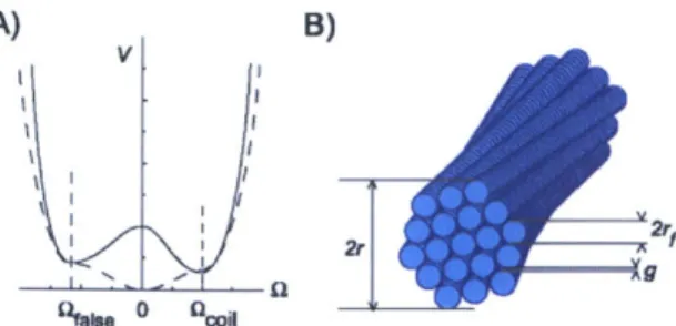 Figure  2-5:  Theoretical  model:  We consider each  cross-section of the bundle.  Initially, there are  two  possible  stable  states  of the  bundle:  the  coil  and  false-discharge  states,  which  have opposite  chiralities  (A)