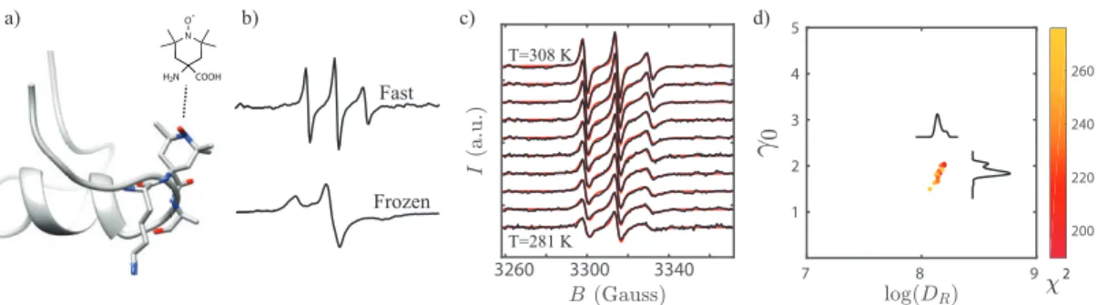 Figure 3.2: Experimental approach to dynamics measurements. a) TOAC is embedded along the MP01-Gen4 backbone