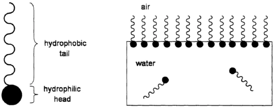 Figure 1-1.  Cartoon  illustration  of amphipathic  structure  of surfactant  molecule  and  of preferential  adsorption  of surfactants  at  the air/water  interface  when  dissolved  in  water.