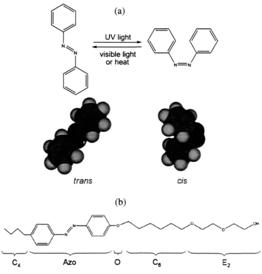 Figure  1-4.  (a)  Photoisomerization  of azobenzene.  (b)  Molecular  structure  of the photoresponsive  surfactant C 4 AzoOC 6 E 2 
