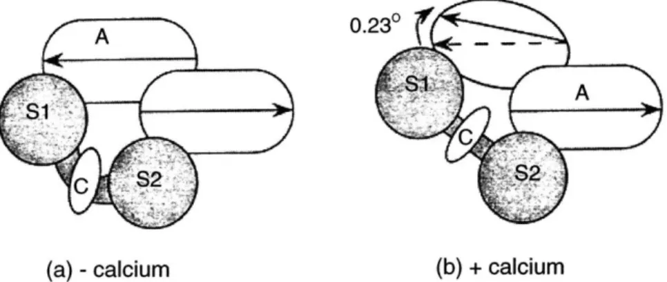 Figure  1-5:  Scruin  consists  of  a  calmodulin  (C)  and  two  domains,  S1  and  S2,  and  the calmodulin  lies  in  the  neck  region  of  the  two  domains