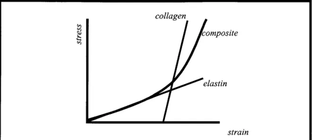 Figure  3  The  arterial  stress-strain  characteristics.  The  non-linear  composite response  of  the  arterial wall  can  be  modeled  as  the  superposition  of  two  linear responses  from  for  example,  elastin  and  collagen