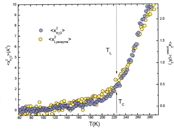 Figure 3.3  Comparison  of MSDs measured  for the protein  and its hydration water. Note  that  the  MSD for hydration  water is plotted  using the  scale on the  left hand  side and MSD  for the protein  is  using the scale  on the  right hand  side (the 