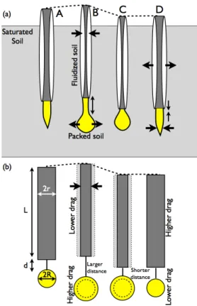 Figure 1: Schematics of motion for (a) burrowing Ensis and (b) simplified model organism inspired by Ensis.