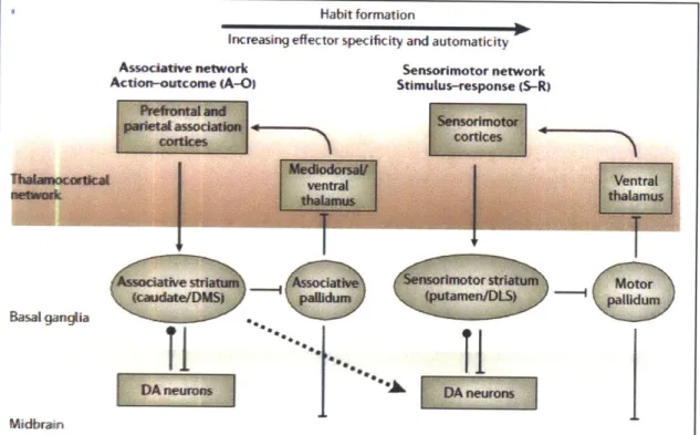Figure 1.3 Model  by Yin  and Knowlton  for the progression from  outcome driven behavior to habitual behavior