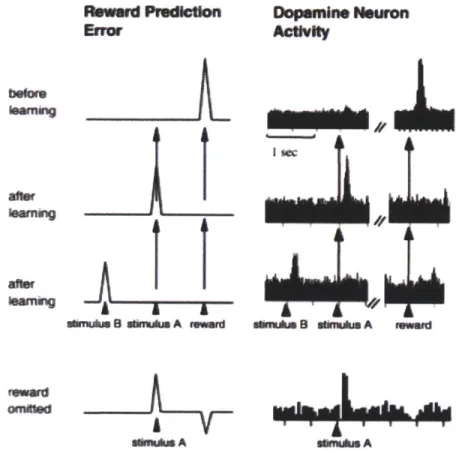 Figure 1.4 Reward prediction error signaling  in midbrain dopamine neurons.  Electrophysiological  recordings  were made from putative dopamine  neurons in  the midbrains  of head fixed monkeys performing  a classical  conditioning  task.