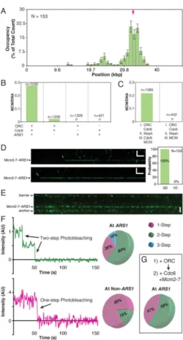 Figure 5. Cdc6 Dynamics Control Mcm2-7 Specificity