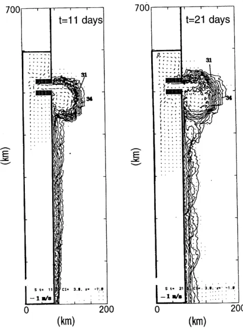 Figure  2.1:  Surface  salinity distribution  at  t=11  and  21  days  in  an idealized  numer- numer-ical  modeling  study  of  an  estuarine-forced  plume  without  winds,  tides,  or  ambient flow  field  (adapted  from  Oey  and Mellor [19931).