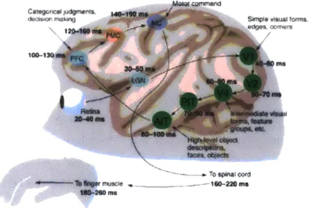 Figure  1-1:  A  diagram  outlining  the timing  of different  steps  in  the macaque  brain  to during  a  rapid  object  categorization  task