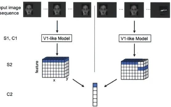 Figure  2-1:  An  illustration  of the  HMAX  model  with  two  different  input  image  se- se-quences:  a normal  translating  image  sequence  (left),  and  an  altered  temporal  image sequence  (right)