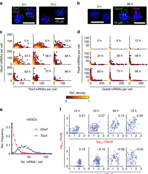 Fig. 7 smFISH con ﬁ rmed distinct expression patterns of exemplary transcription factors