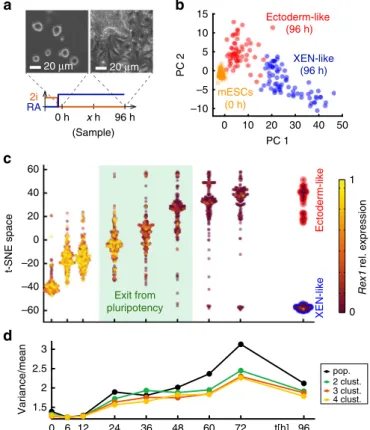 Fig. 1 Single-cell RNA-seq revealed an RA driven lineage transition of mESCs towards ectoderm- and XEN-like cells