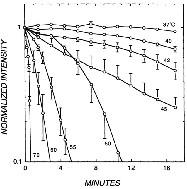 Figure  9.  Normalized intracellular calcein intensity as a function of time for skeletal muscle cells exposed to 37-70 ° C