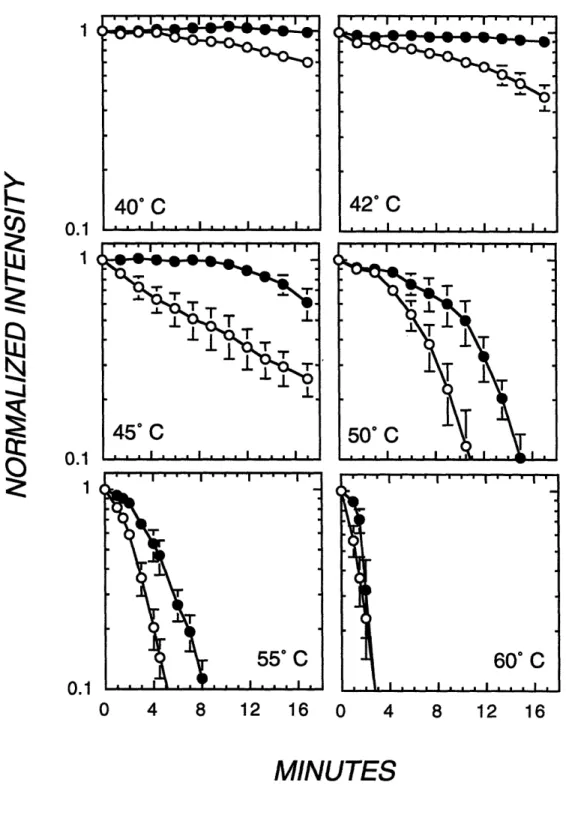 Figure  11. Normalized  intracellular  calcein  intensity  as a function  of time  in skeletal muscle cells exposed to 40-60 ° C in the presence (black circles) and absence (white circles) of P188 at 10 mg/mL