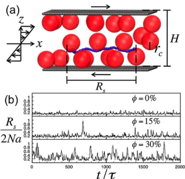 FIG. 1 (color online). (a) Snapshot of a single chain (blue beads) with a cohesive energy  ~ ¼ 2:08 unfolding in a sheared colloidal suspension (red spheres) with  ¼ 15% and r c ¼ 5.