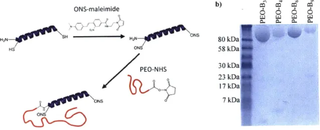 Figure  2-5.  a)  Synthesis  scheme  for  dye-labeled  rod-coil  diblock  copolymers.  b)  SDS-PAGE showing  the  purity  of the  rod-coil  polypeptide-b-PEO  tracers  synthesized  for  this  study