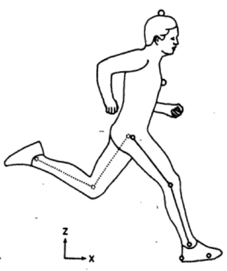 Figure  7.  Location  of  markers  to  define  position  of body  segments.  These markers  were used to generate the body position points used plotted in Figure 6..