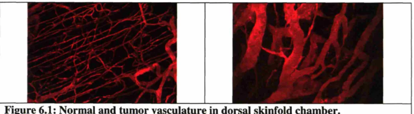Figure 6.1: Normal and tumor vasculature in dorsal skinfold chamber.