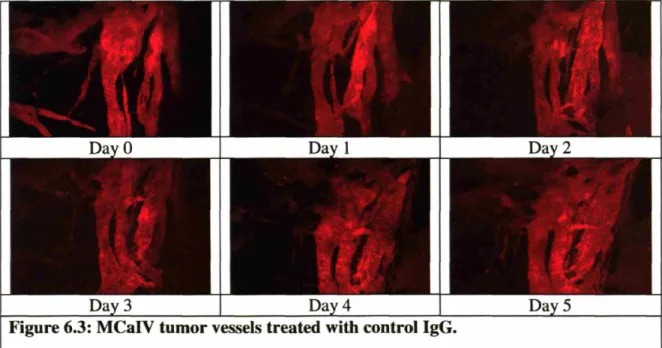 Figure 6.3: MealV tumor vessels treated with control IgG.
