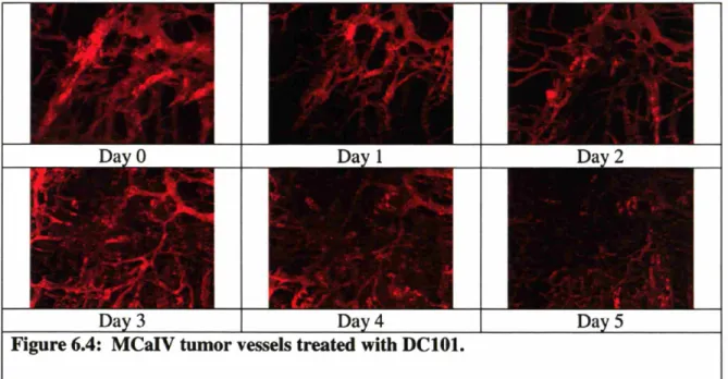 Figure 6.4: MCaIV tumor vessels treated with DCIOI.