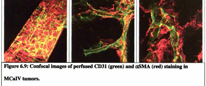 Figure 6.9: Confocal images of perfused CD31 (green) and aSMA (red) staining in MCaIV tumors.
