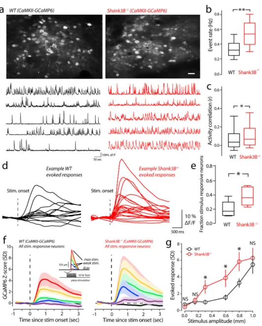 Figure 2. Enhanced spontaneous and stimulus-evoked activity in Shank3B −/−  excitatory neurons.