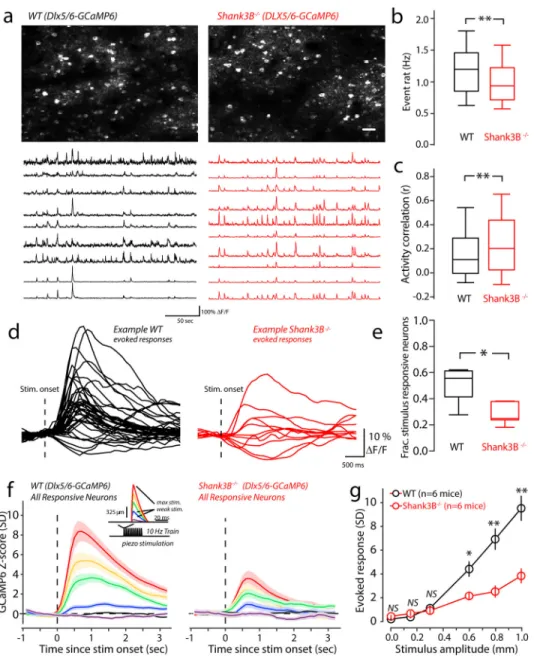 Figure 3. Reduced spontaneous and stimulus-evoked activity in Shank3B −/−  inhibitory neurons.