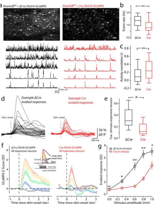 Figure 4. Reduced spontaneous and stimulus-evoked activity in inhibitory neurons after  preferential deletion of Shank3 in interneurons in vS1.