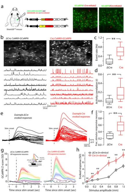 Figure 5. Preferential deletion of Shank3 in vS1 interneurons also results in enhanced  spontaneous and stimulus-evoked activity in excitatory neurons.