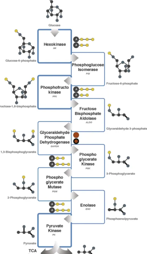 Fig. 1. Schematic of glycolysis. Enzymes altered in cancer are shown in bold. Color scheme: carbon, gray; oxygen, blue; phosphate, yellow; adenosine, A; NAD + /NADH, orange;